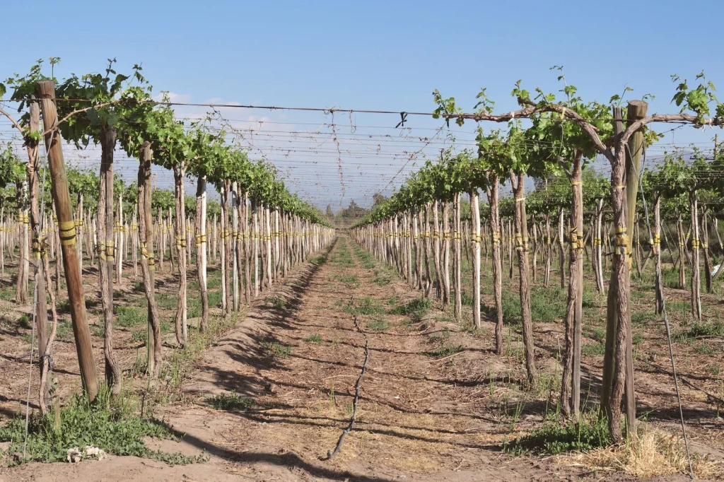 Sunlit Rows, from Wine