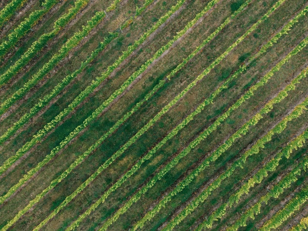 Diagonal Harvest, from Wine