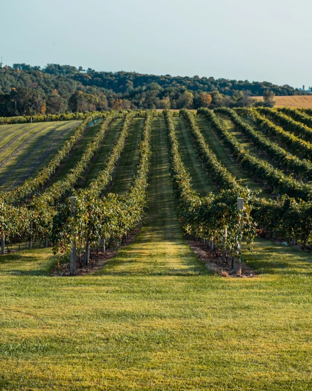 Ordered Landscape, from Wine