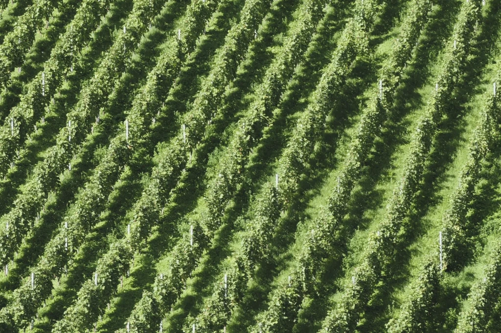 Symmetry and Growth, from Wine