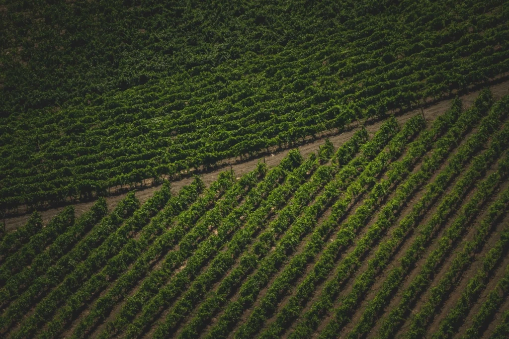Ordered Rows, from Wine