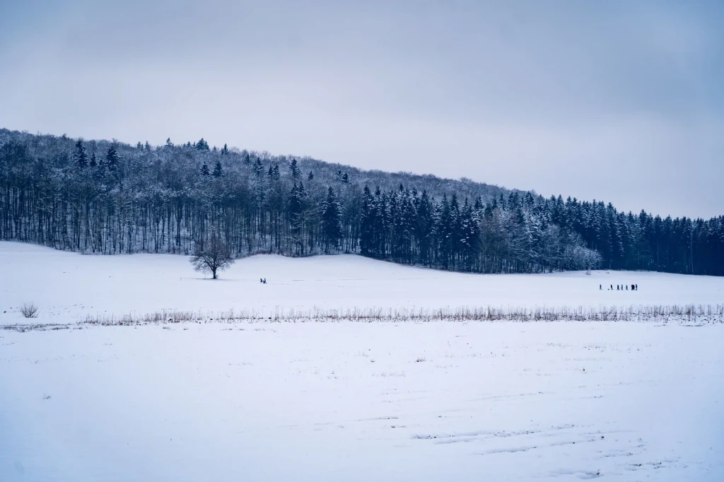Field and Distance, from Winter Survival