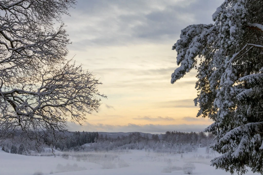 Sunset Snow, from Winter Survival
