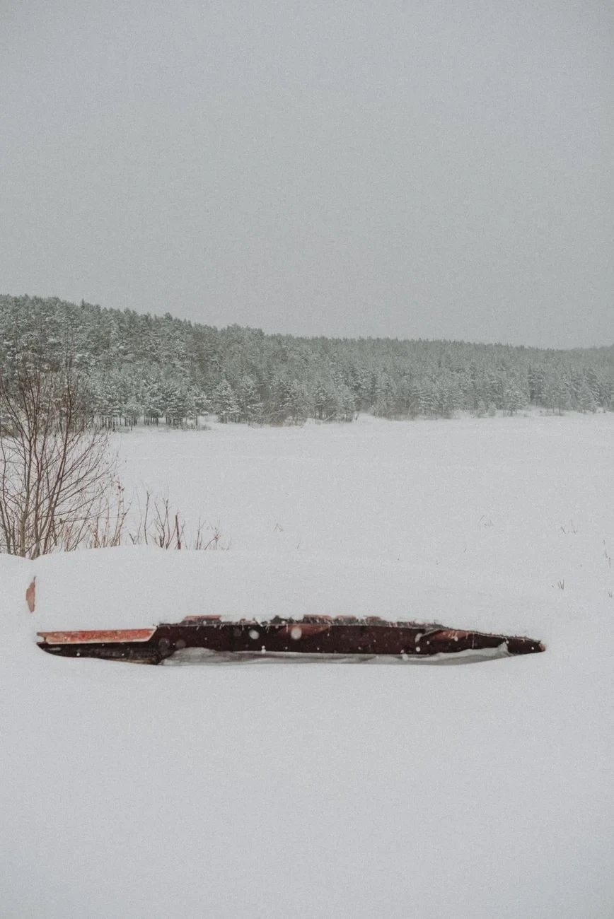 Forest Stillness, from Winter Survival