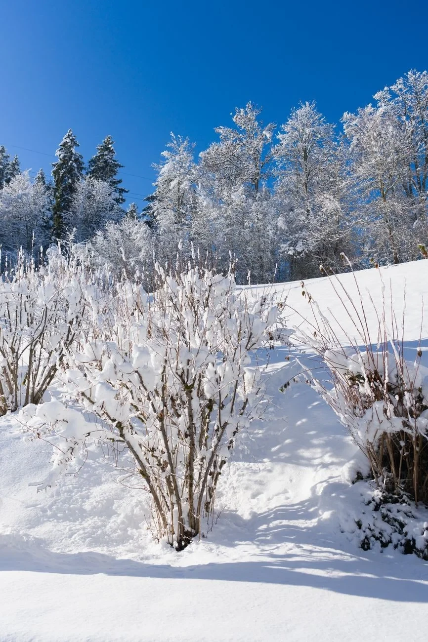Trees and Sky, from Winter Survival