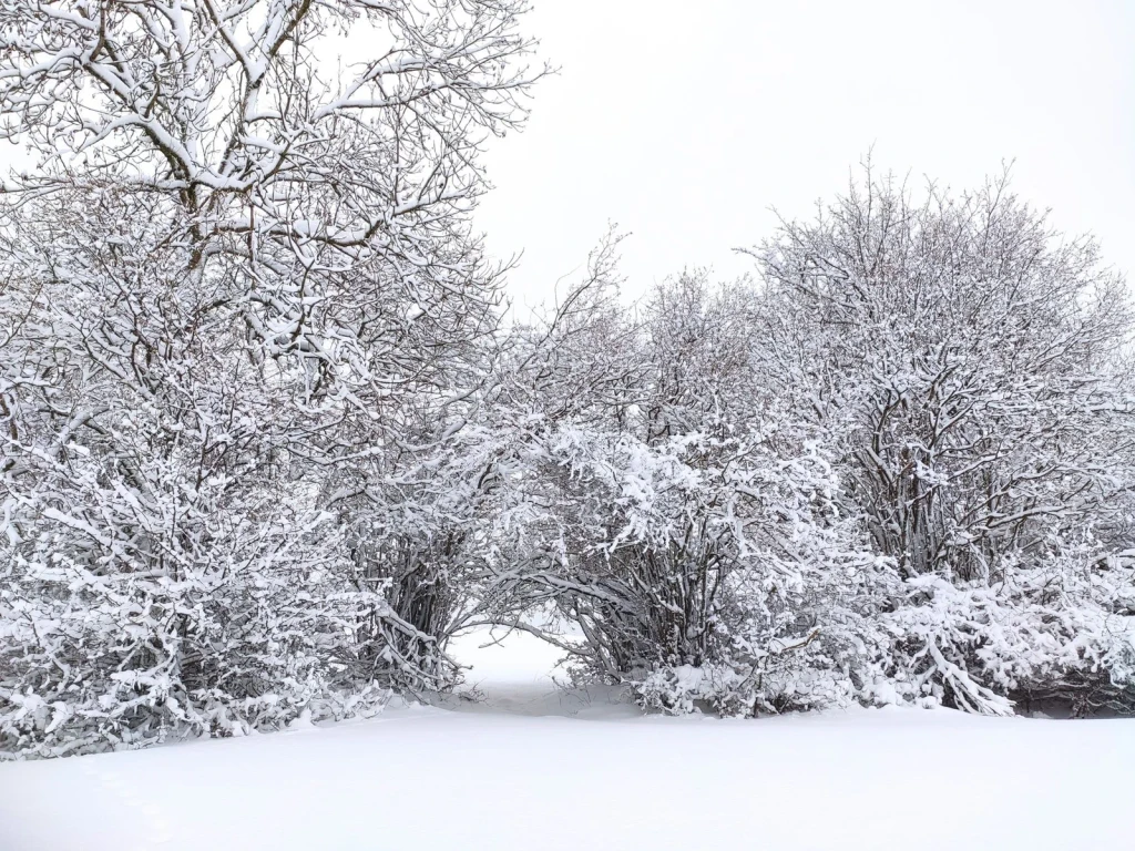 Archway of snow, from Winter