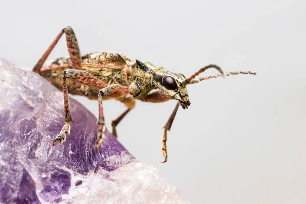 Longhorn Beetle on Crystal, from Worlds Preserved Inside Amber
