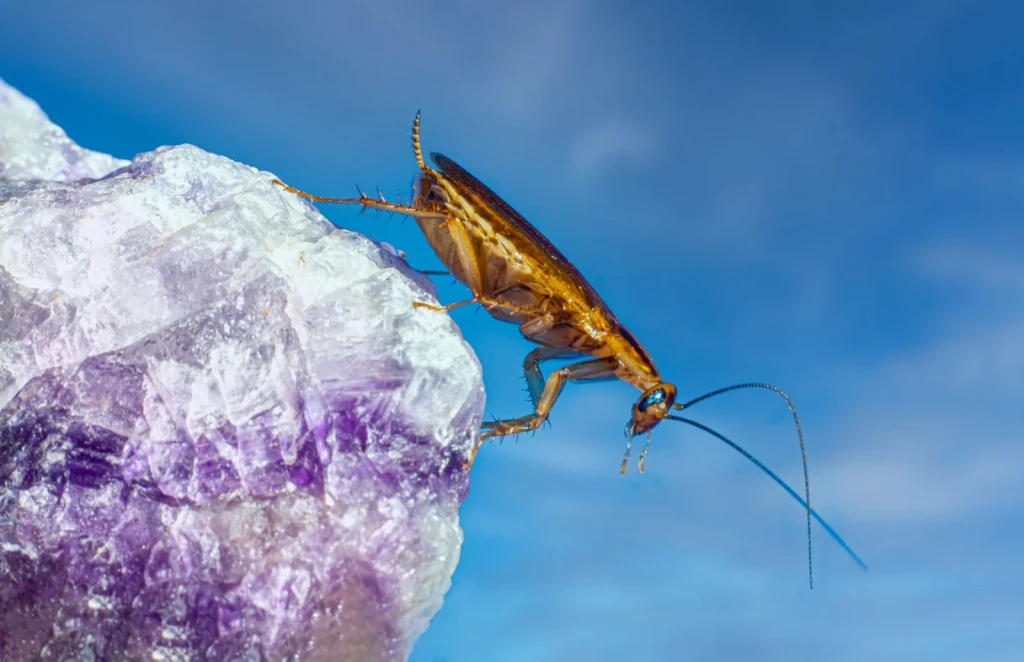 Cockroach on Amethyst, from Worlds Preserved Inside Amber