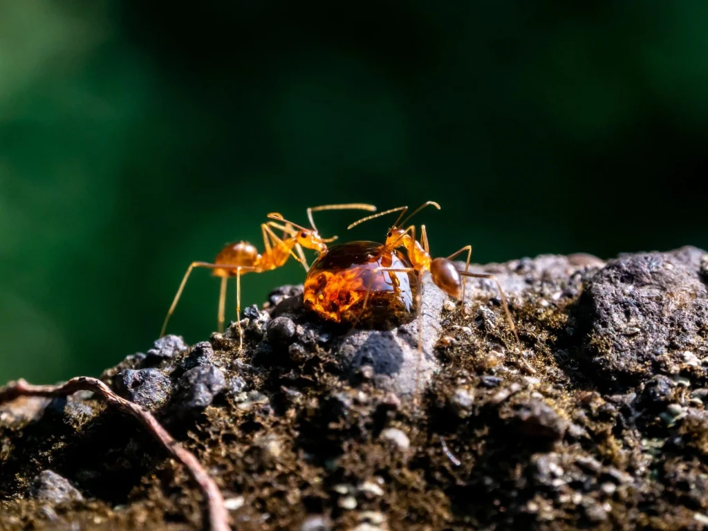 Ants with Amber Globule, from Worlds Preserved Inside Amber