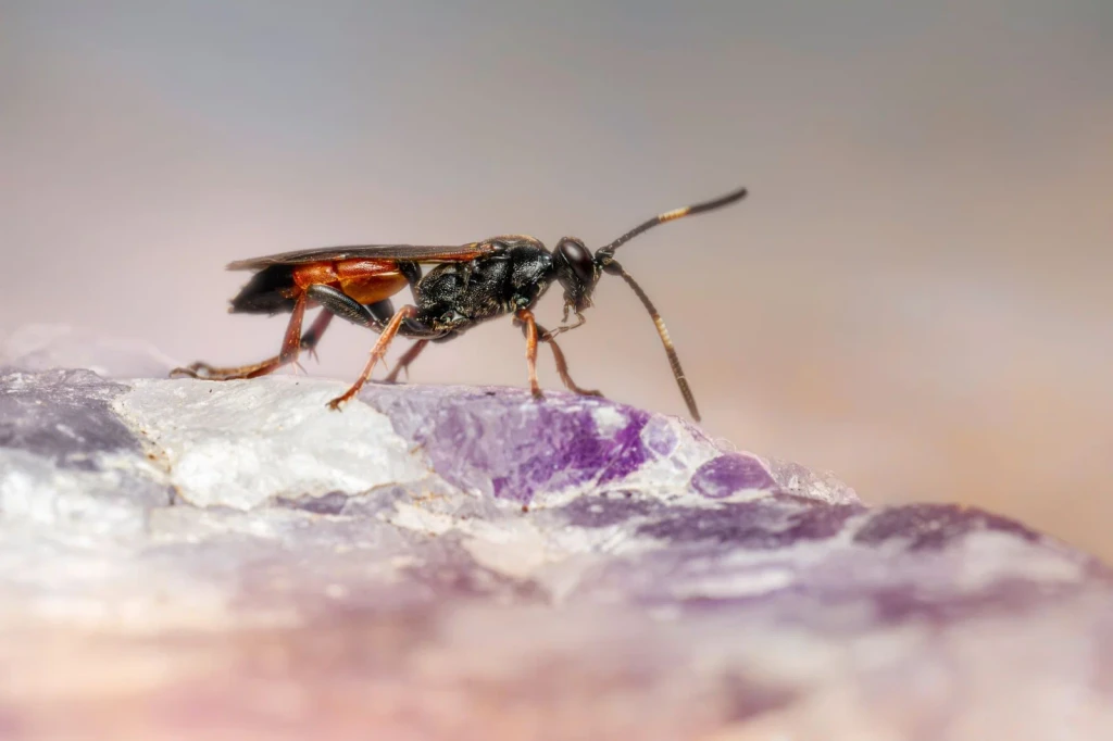 Insect on Amethyst, from Worlds Preserved Inside Amber