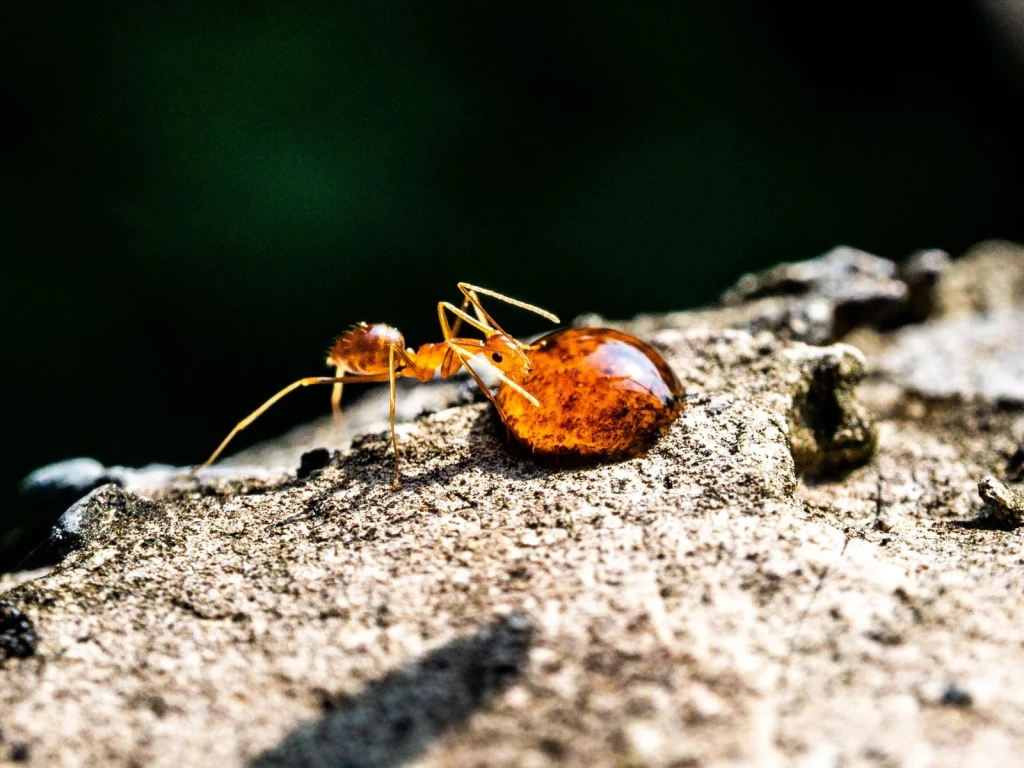 Amber and Ant, from Worlds Preserved Inside Amber